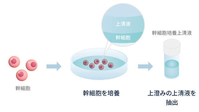 真皮線維芽細胞療法とは